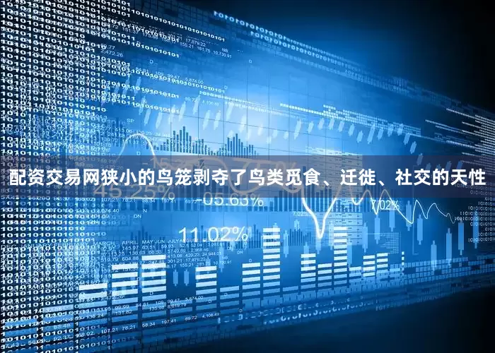 配资交易网狭小的鸟笼剥夺了鸟类觅食、迁徙、社交的天性